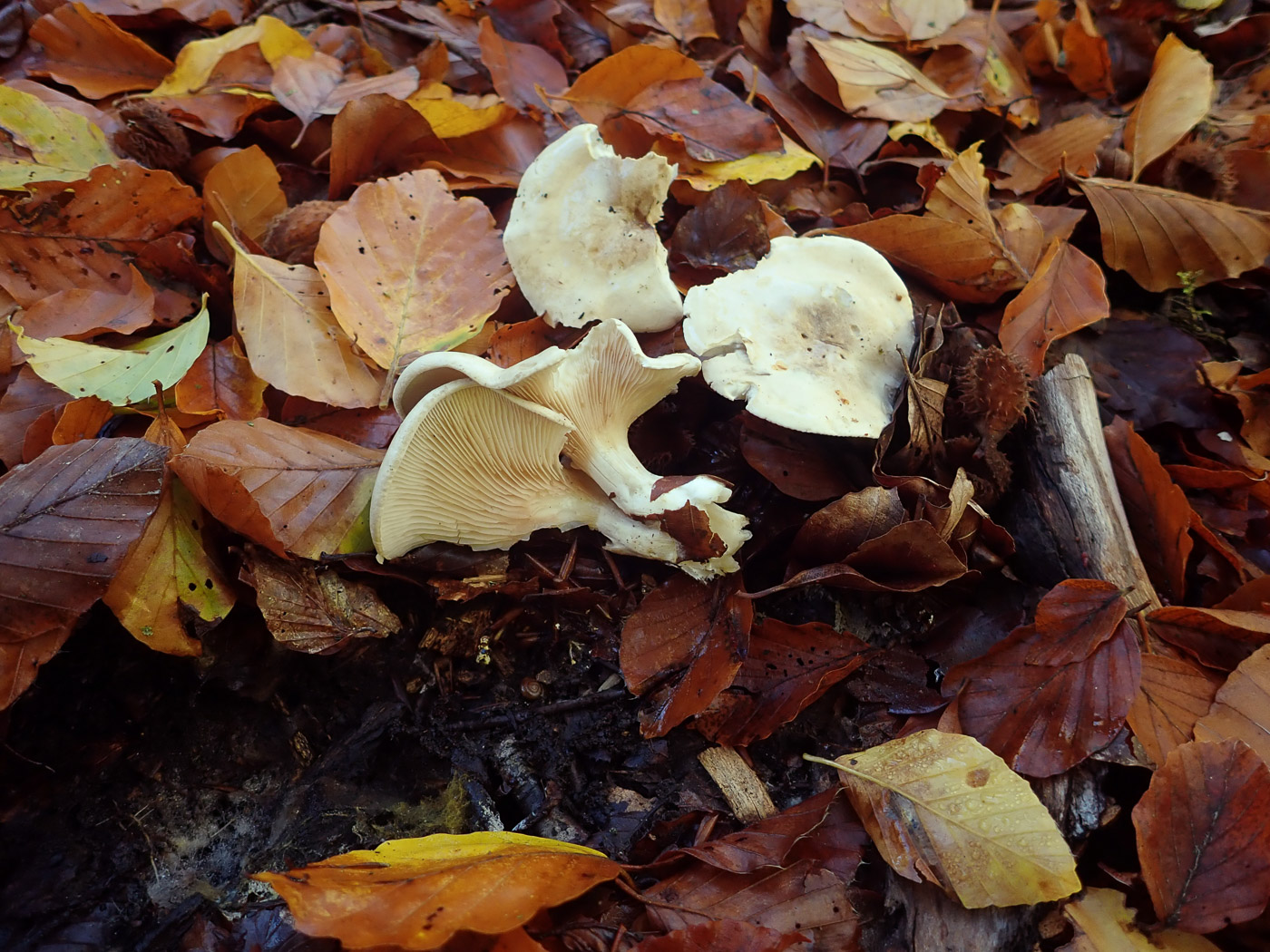 Photo © Penny Cullington Clitopilus abprunulus by Penny Cullington